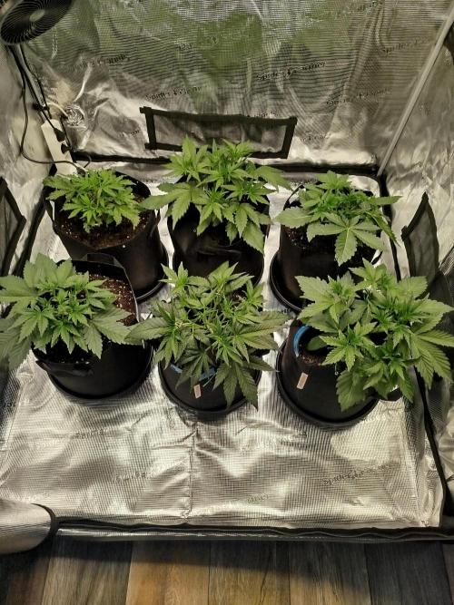 First Indoor grow. Week 4