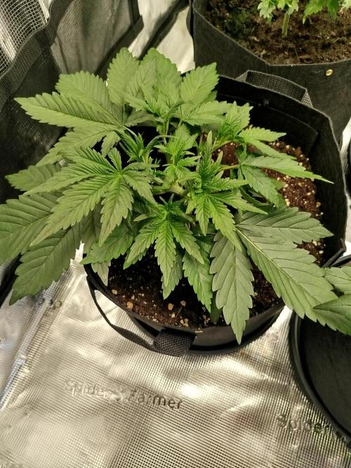 First Indoor grow. Week 4 - Strawberry banana Auto 