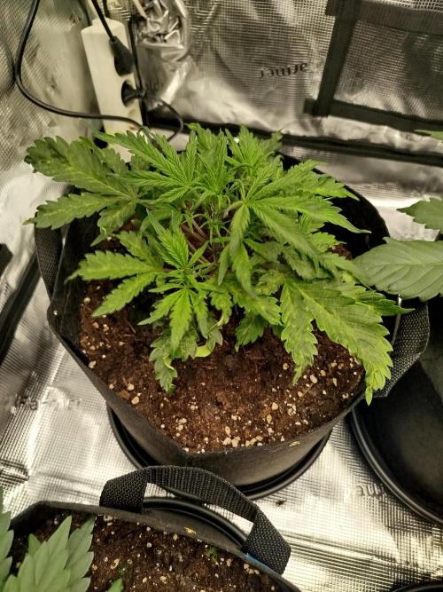 First Indoor grow. Week 4 - Strawberry banana Auto Mutant 