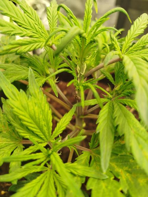 First Indoor grow. Week 4 - Preflowers 