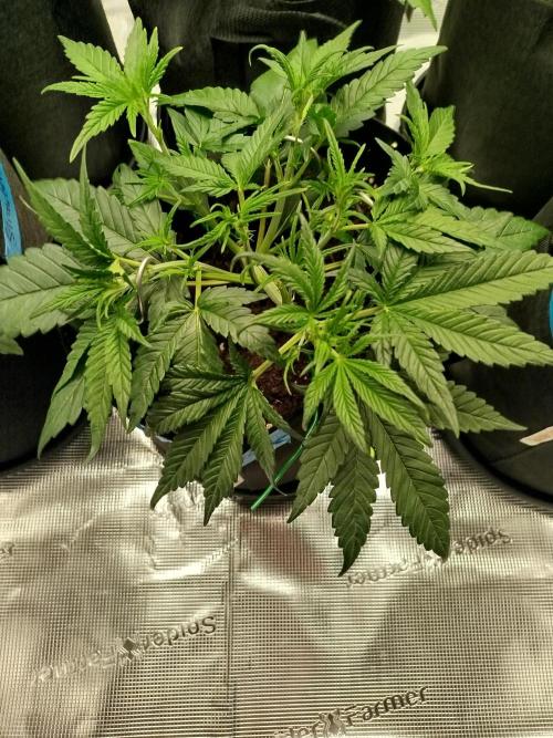 First Indoor grow. Week 4 - Og kush Auto 