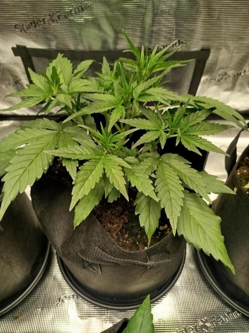 First Indoor grow. Week 4 - Og kush Auto 