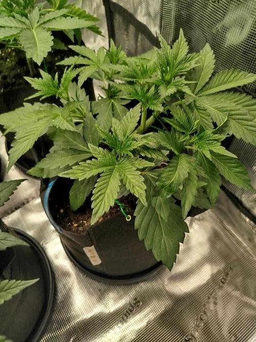 First Indoor grow. Week 4 - Purple Punch Auto 