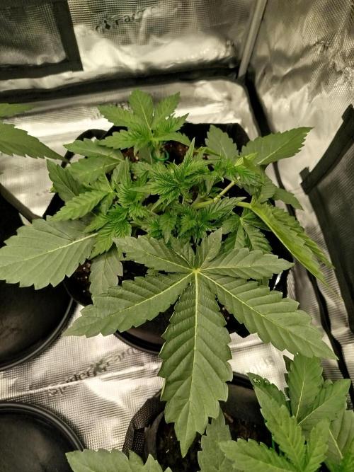 First Indoor grow. Week 4 - Purple Punch Auto 