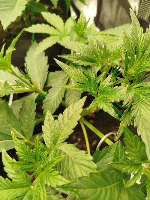 First Indoor grow. Week 4 - Preflowers 