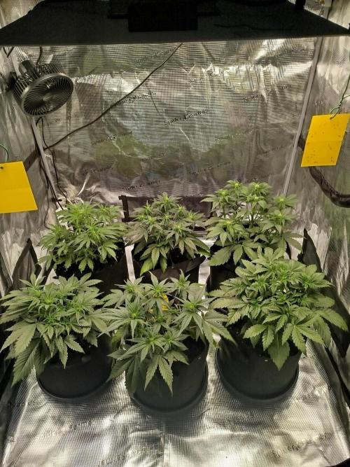 First Indoor grow. Week 5