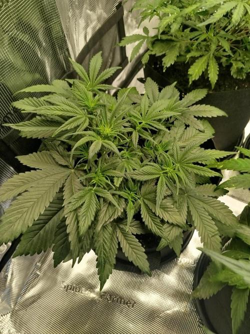 First Indoor grow. Week 5 - Strawberry banana Auto 