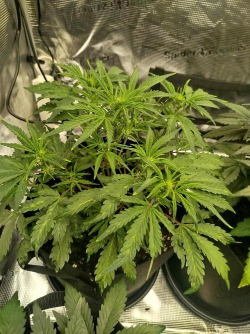 First Indoor grow. Week 5 - Strawberry banana Auto Mutant 