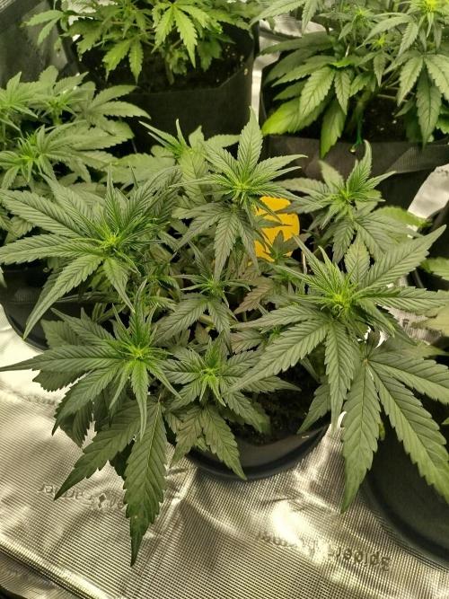 First Indoor grow. Week 5 - Og kush Auto 