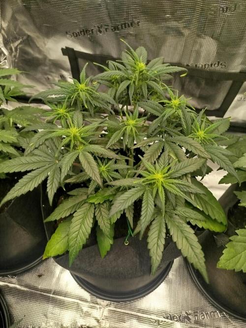 First Indoor grow. Week 5 - Og kush Auto 