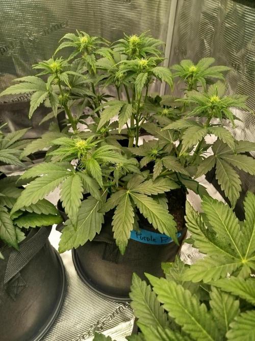 First Indoor grow. Week 5 - Purple Punch Auto 