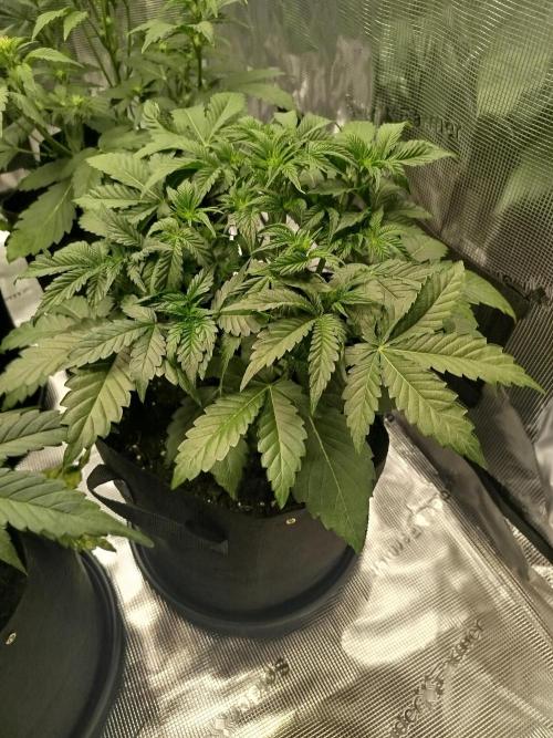 First Indoor grow. Week 5 - Purple Punch Auto 