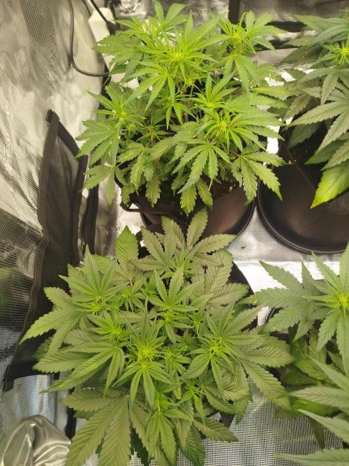 First Indoor grow. Week 5 - Strawberry banana Auto 
