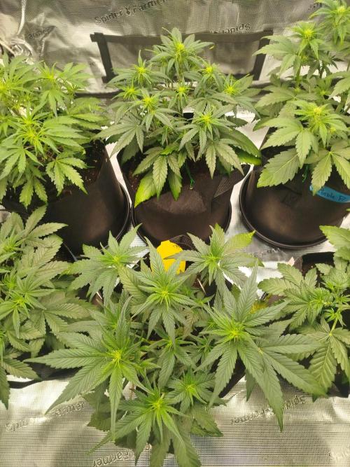 First Indoor grow. Week 5 - Og kush Auto 