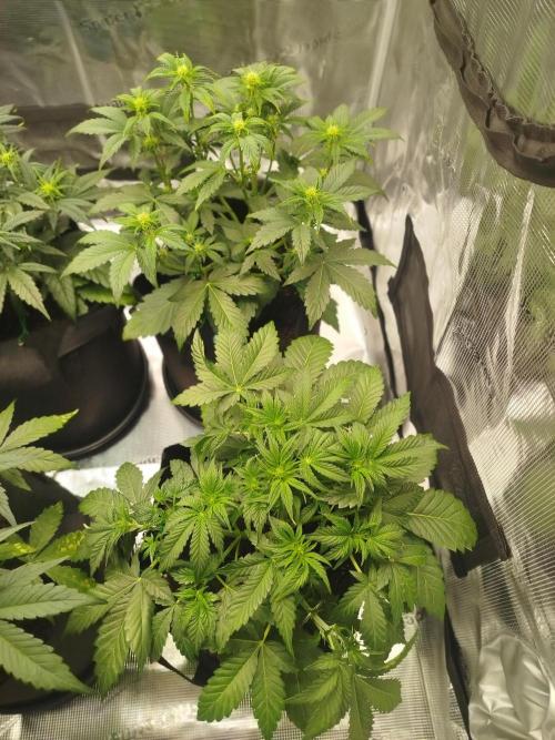 First Indoor grow. Week 5 - Purple Punch Auto 