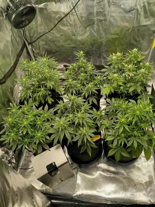 First Indoor grow. Week 6