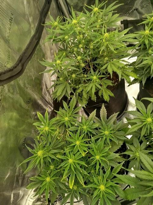 First Indoor grow. Week 6