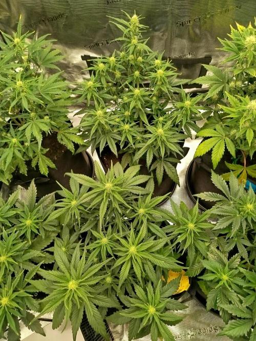 First Indoor grow. Week 6