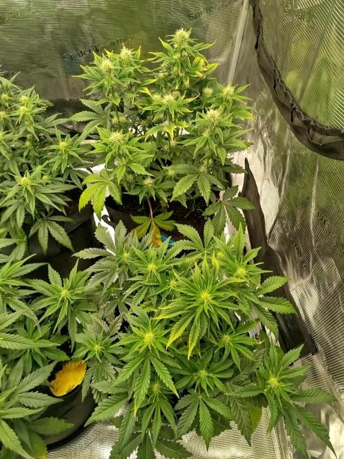First Indoor grow. Week 6