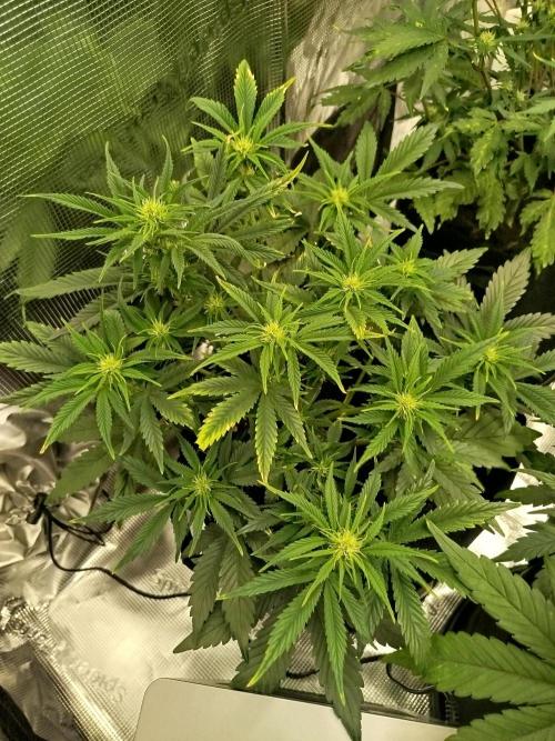 First Indoor grow. Week 6