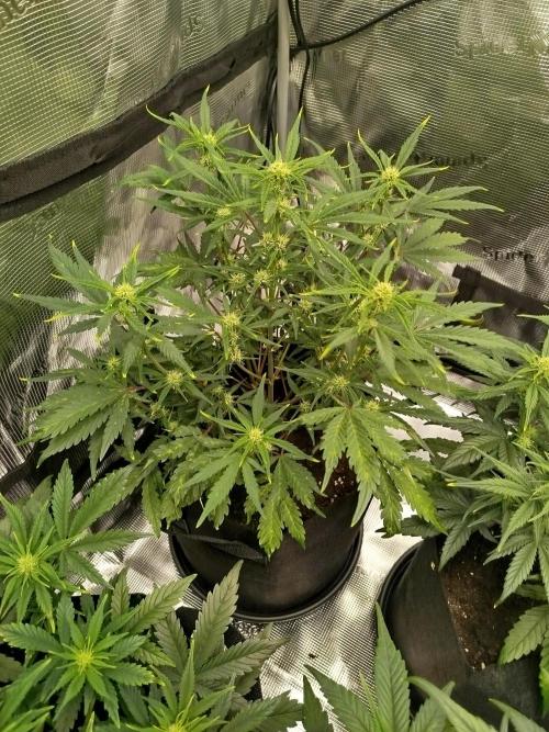First Indoor grow. Week 6