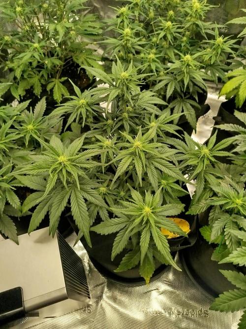 First Indoor grow. Week 6