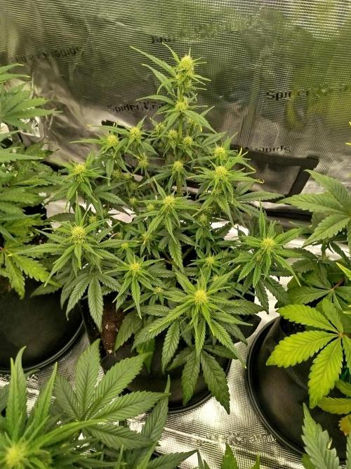 First Indoor grow. Week 6