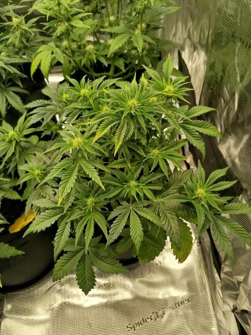 First Indoor grow. Week 6