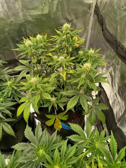 First Indoor grow. Week 6