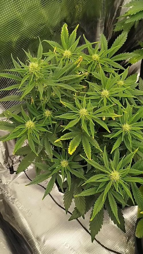 First Indoor grow