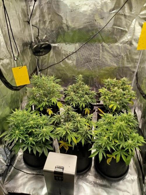 First Indoor grow. Week 7
