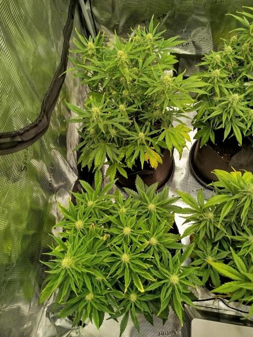 First Indoor grow. Week 7