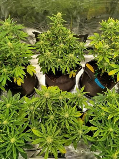 First Indoor grow. Week 7