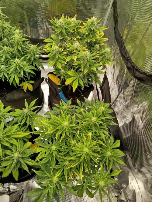 First Indoor grow. Week 7