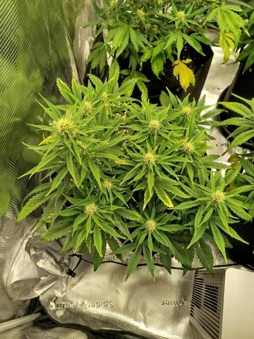 First Indoor grow. Week 7
