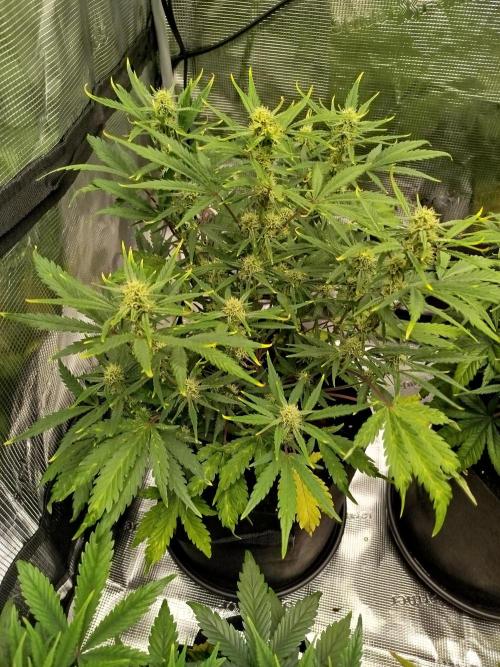 First Indoor grow. Week 7