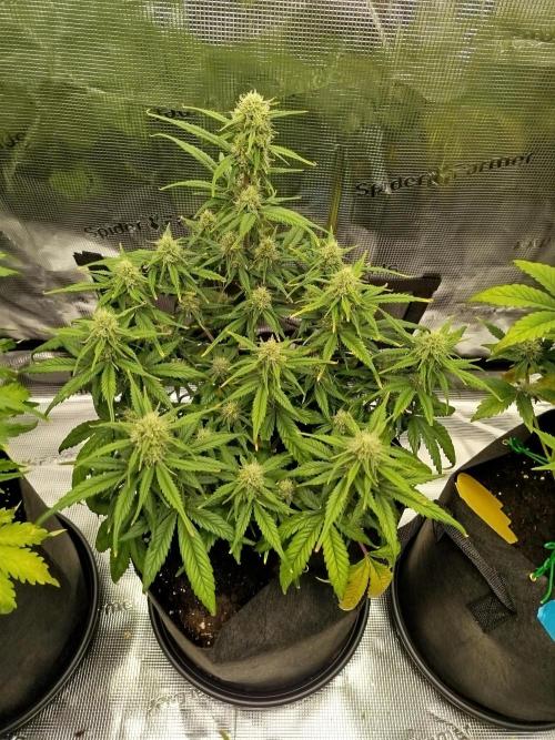 First Indoor grow. Week 7