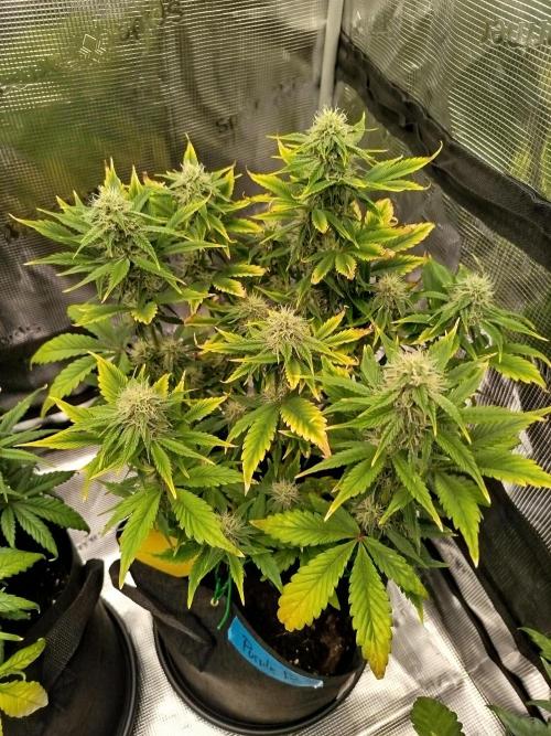 First Indoor grow. Week 7