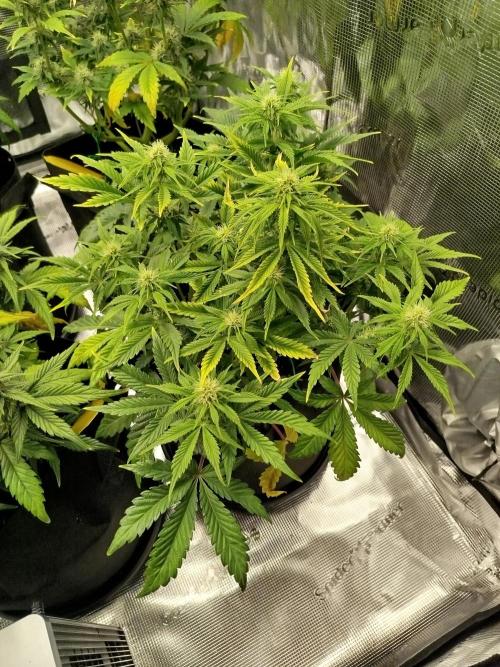 First Indoor grow. Week 7
