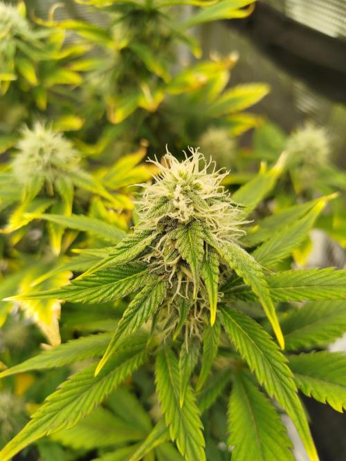 First Indoor grow. Week 7