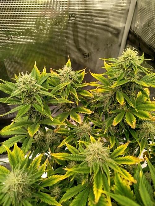 First Indoor grow. Week 7