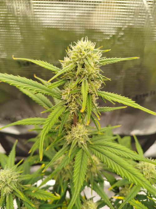 First Indoor grow. Week 7