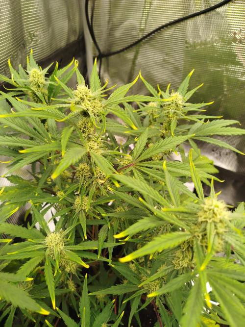 First Indoor grow. Week 7