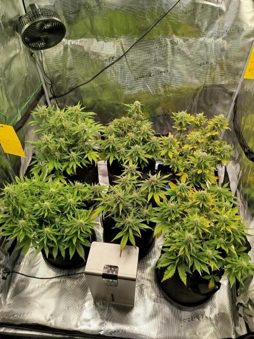 First Indoor grow. Week 8