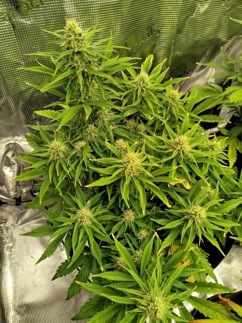 First Indoor grow. Week 8