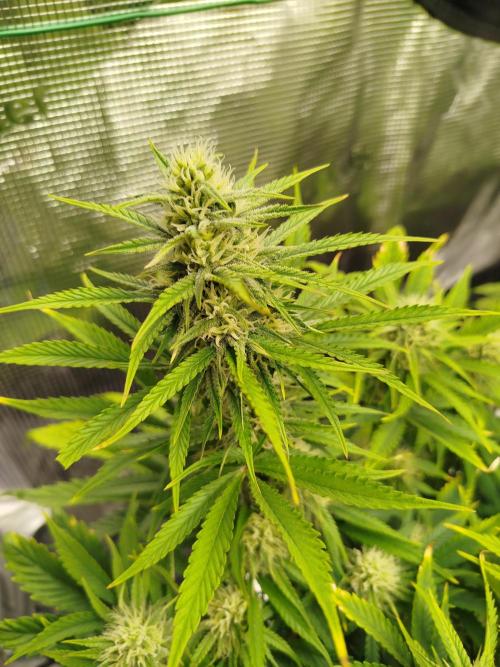 First Indoor grow. Week 8