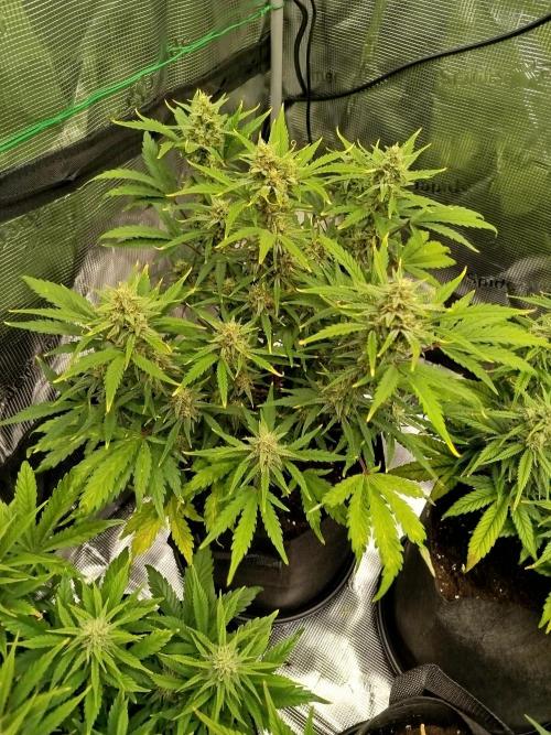 First Indoor grow. Week 8