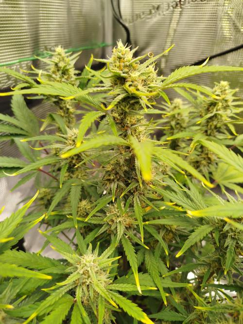 First Indoor grow. Week 8