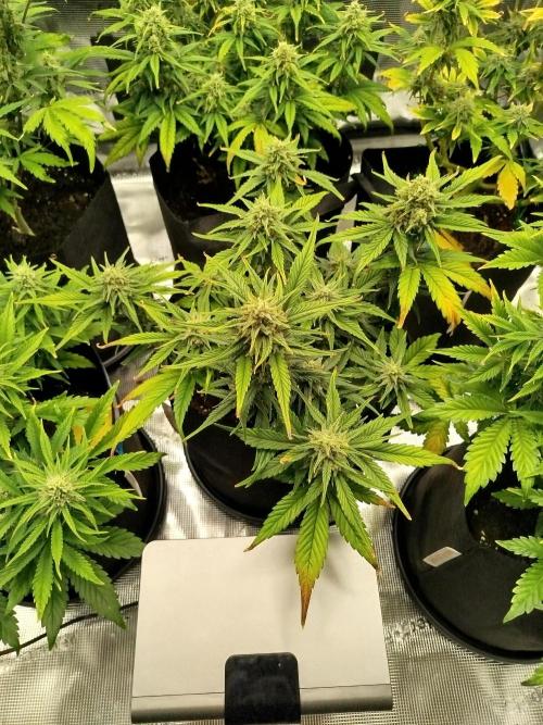 First Indoor grow. Week 8