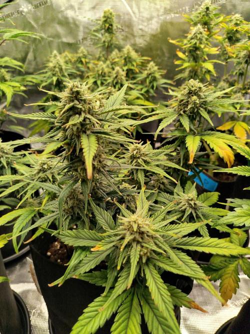 First Indoor grow. Week 8